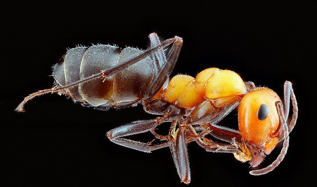 Ant Control service in Columbus, GA