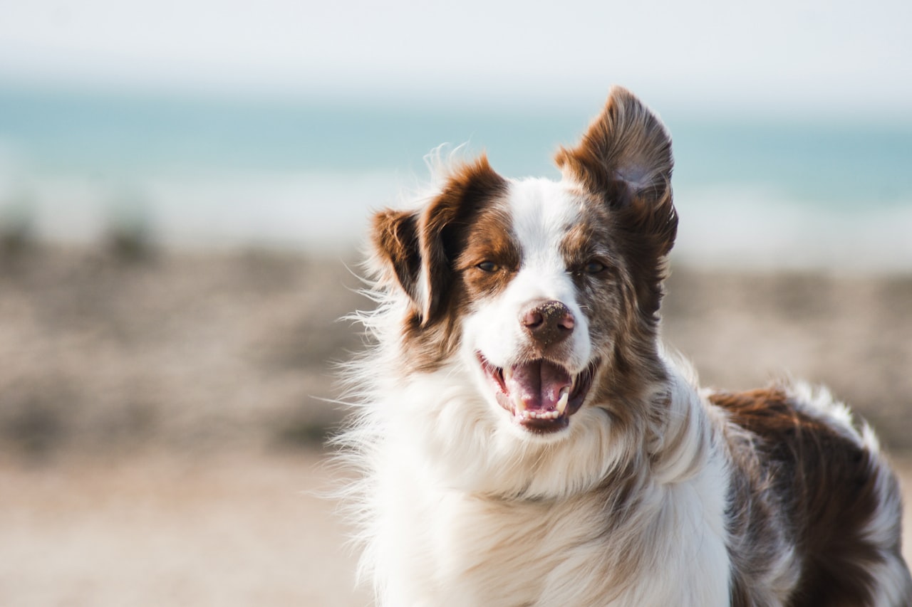 Flea & Tick Control service in Columbus, GA
