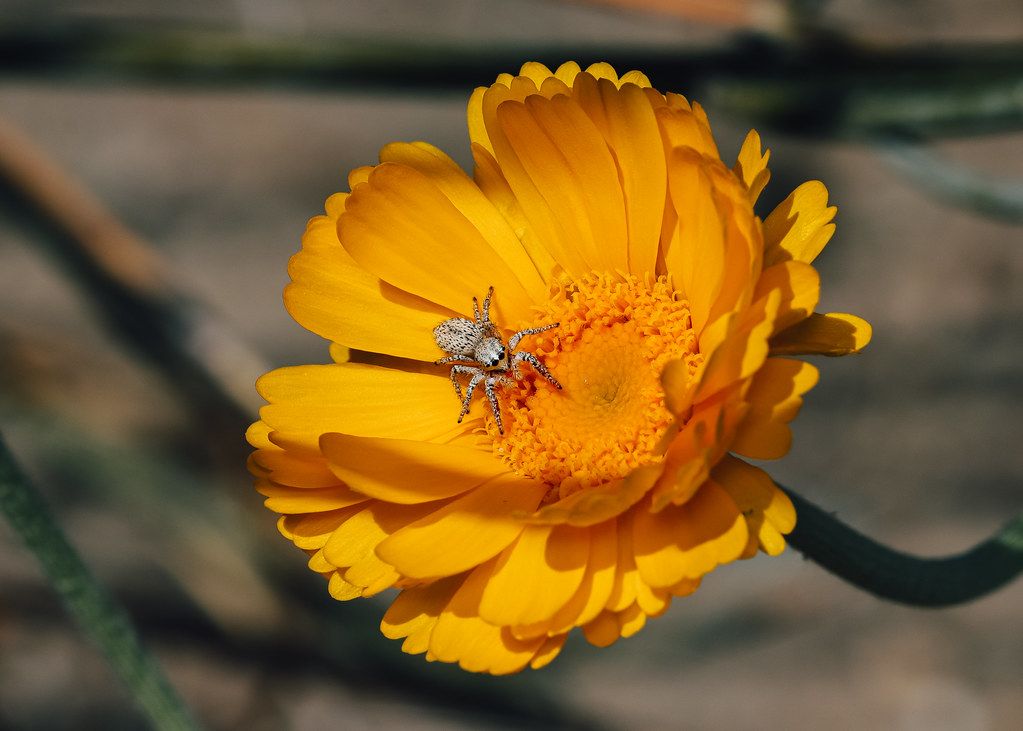 Spider Control service in Columbus, GA